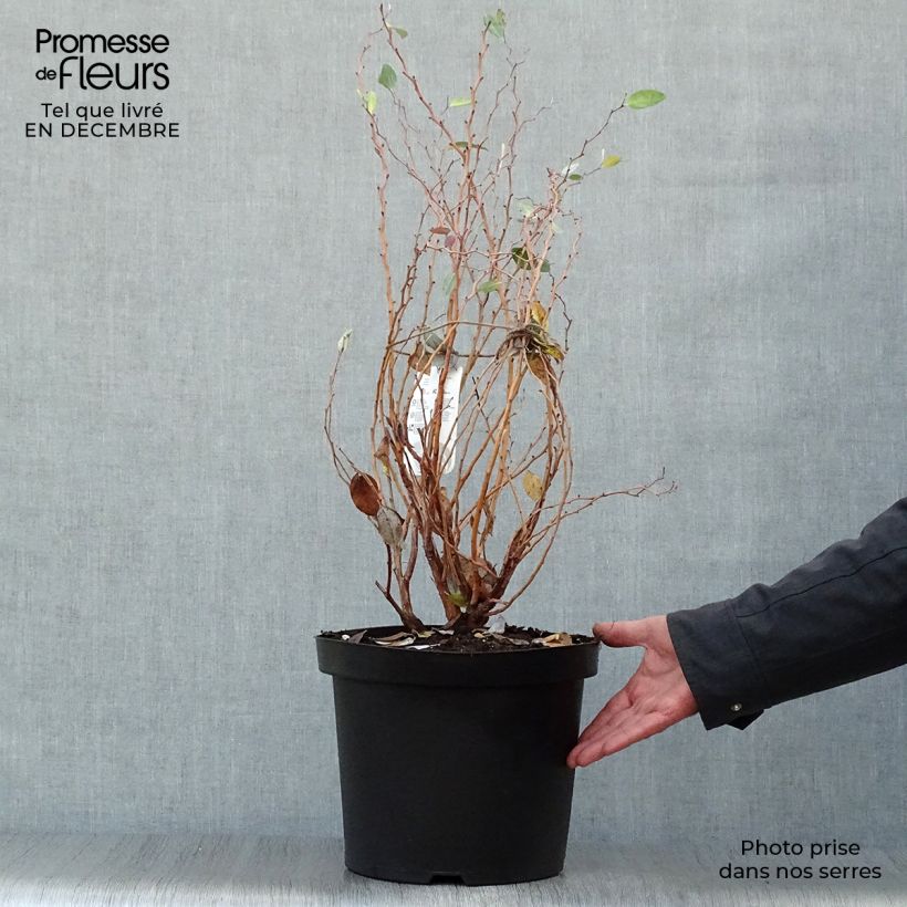 Zenobia pulverulenta Blue Sky Maceta 7,5L/10L Ejemplar entregado en invierno