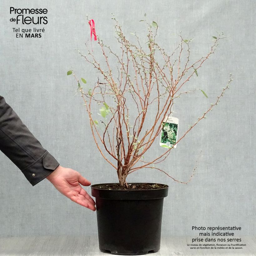 Zenobia pulverulenta Blue Sky Maceta 7,5L/10L Ejemplar entregado en la primavera