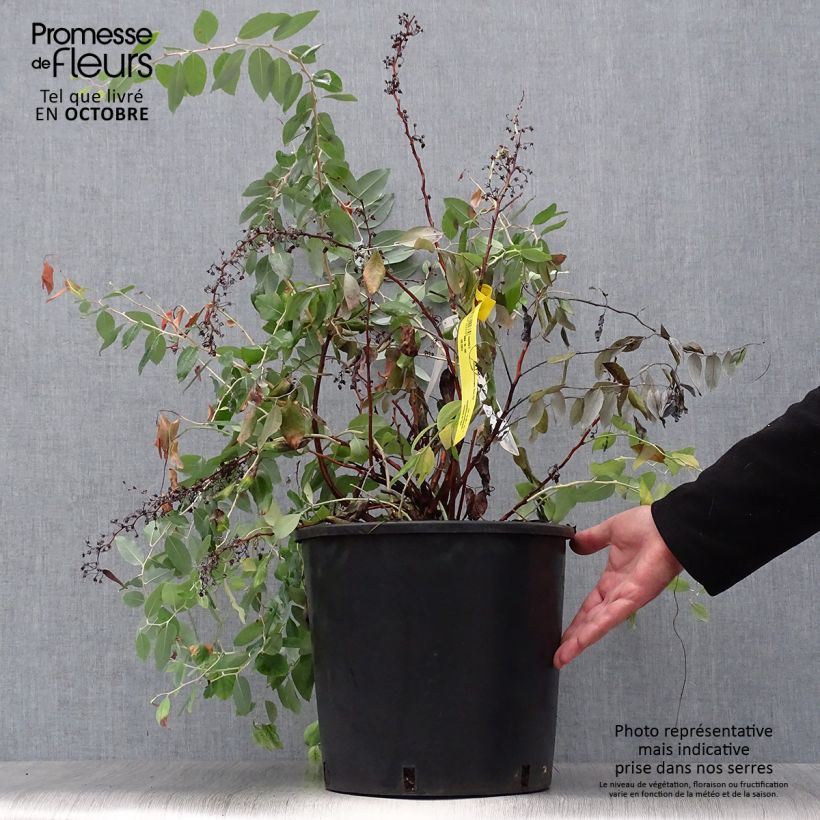 Ejemplar de Zenobia pulverulenta Blue Sky Maceta 12L/15L entregado en otoño