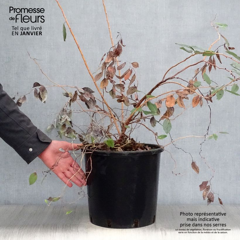 Zenobia pulverulenta Blue Sky Maceta 12L/15L Ejemplar entregado en invierno