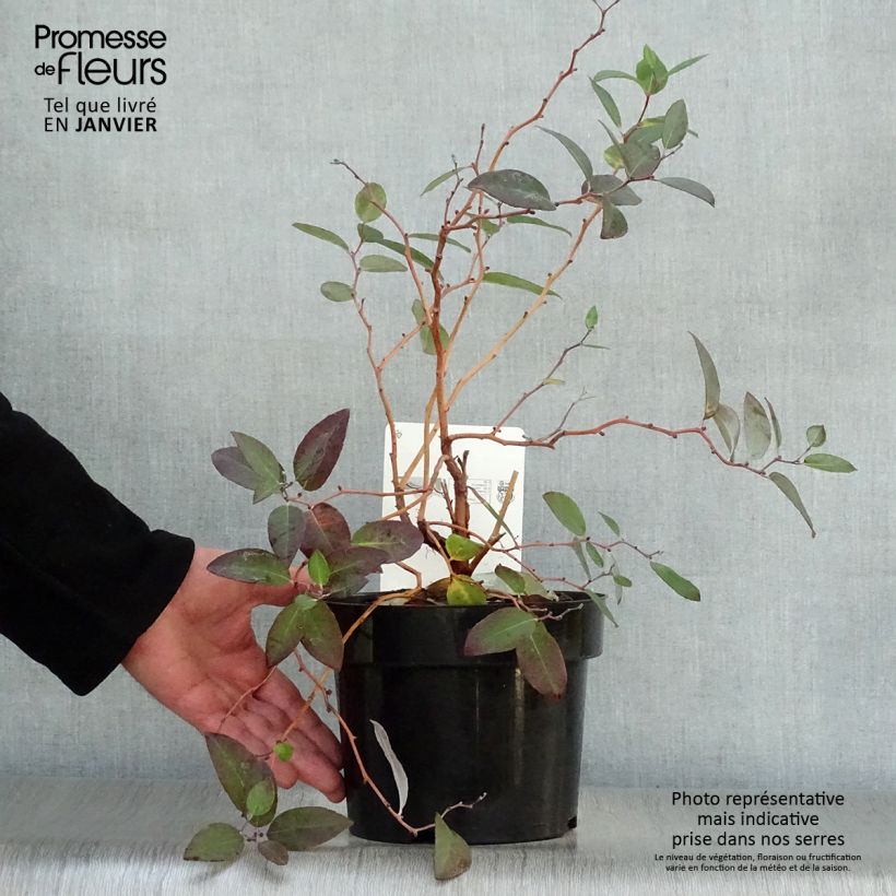 Zenobia pulverulenta Blue Sky Maceta 3L/4L Ejemplar entregado en invierno