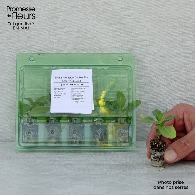 Zinnia zahara Double Fire minicepellón: Ø 1,5/2,5 cm Ejemplar entregado en la primavera