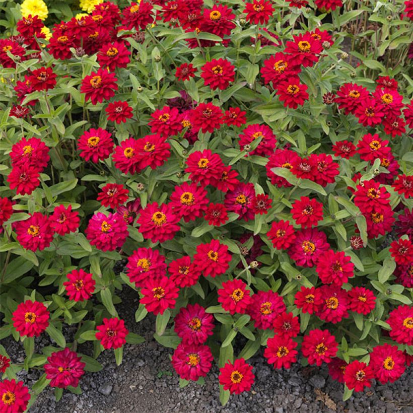 Zinnia Profusion Hot Cherry (Floración)