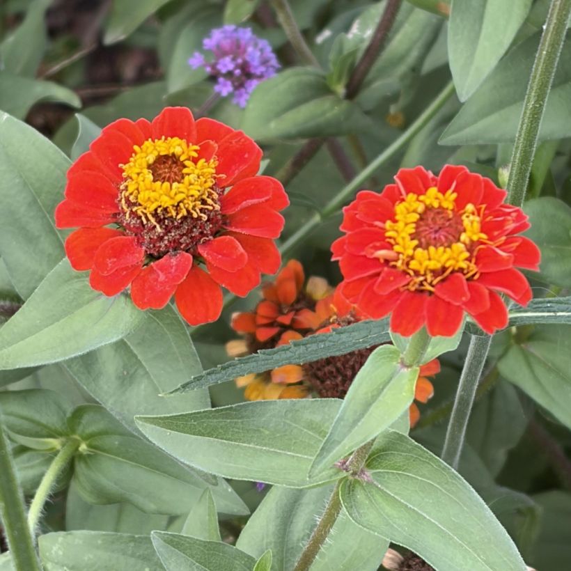 Zinnia Profusion Hot Cherry (Floración)