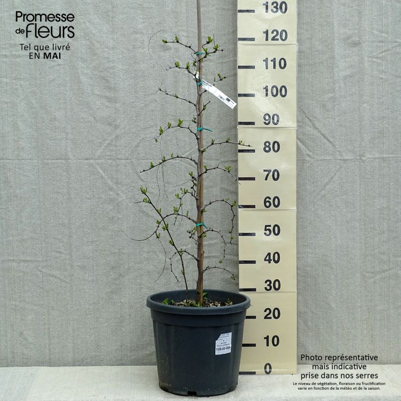 Azufaifo - Ziziphus jujuba Maceta 12L/15L Ejemplar entregado en la primavera