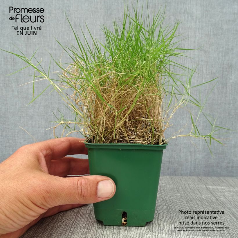 Ejemplar de Zoysia tenuifolia Maceta de 8/9 cm entregado en verano