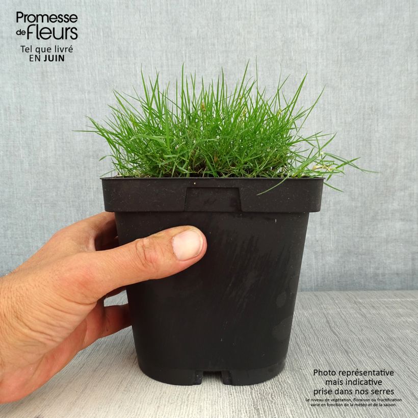Zoysia tenuifolia Maceta 2L/3L Ejemplar entregado en la primavera
