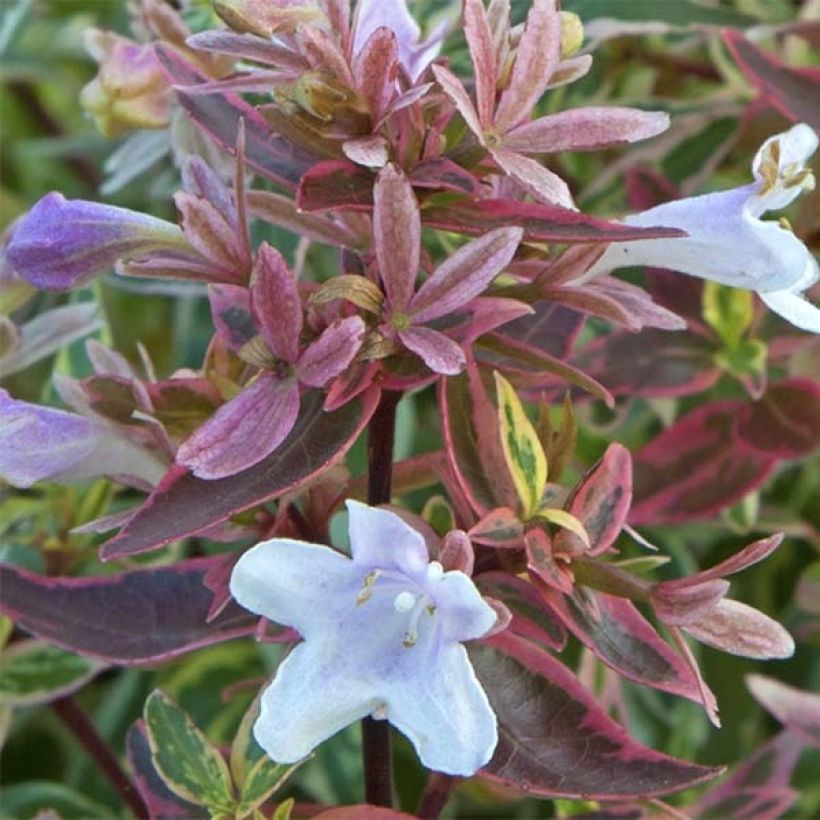 Abelia grandiflora Sparkling Silver (Floración)