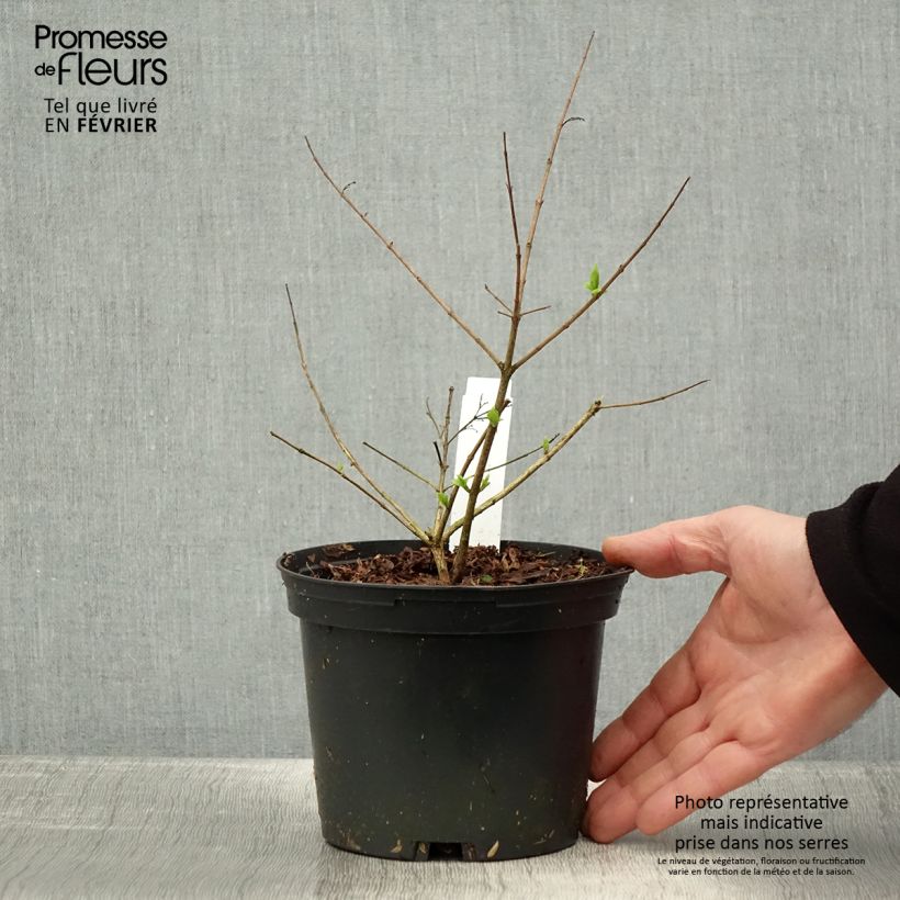 Abelia chinensis Maceta 2L/3L Ejemplar entregado en invierno