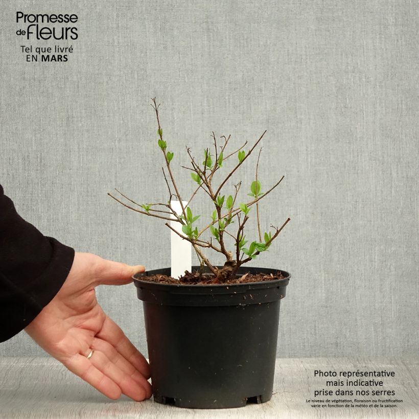 Abelia chinensis Maceta 2L/3L Ejemplar entregado en la primavera