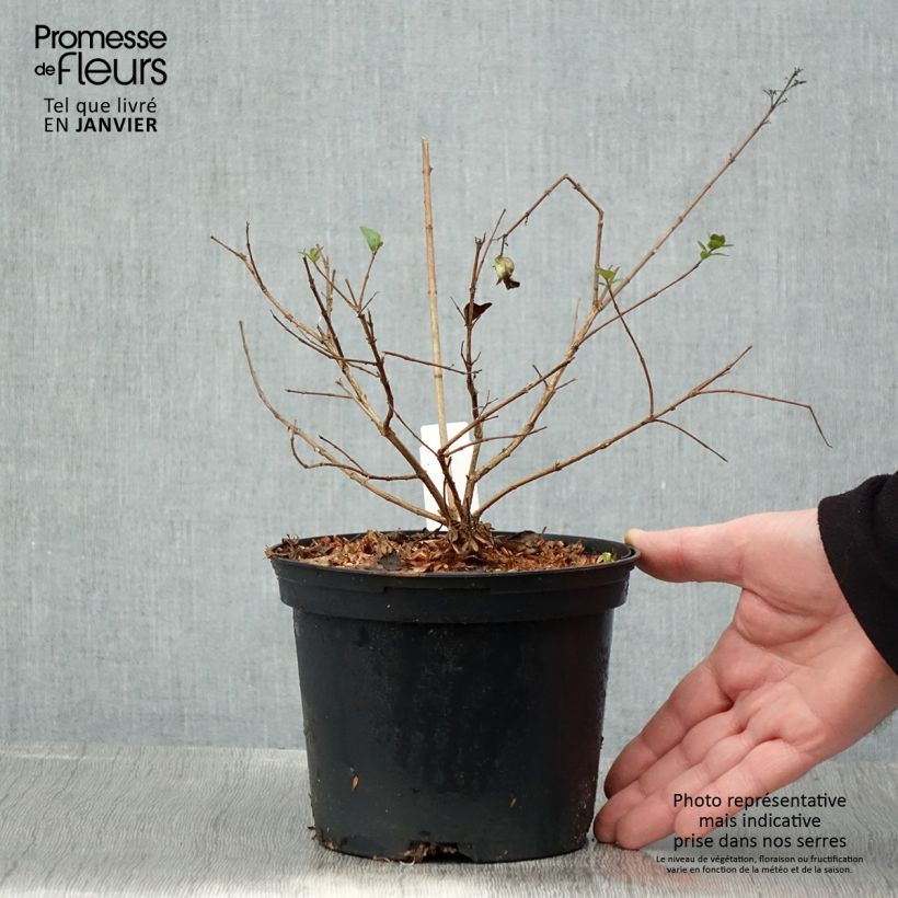 Abelia chinensis Autumn Festival Maceta 4L/5L Ejemplar entregado en invierno