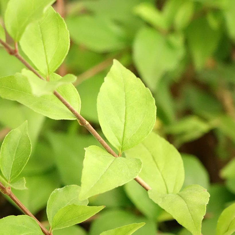 Abelia chinensis White Surprise (Follaje)