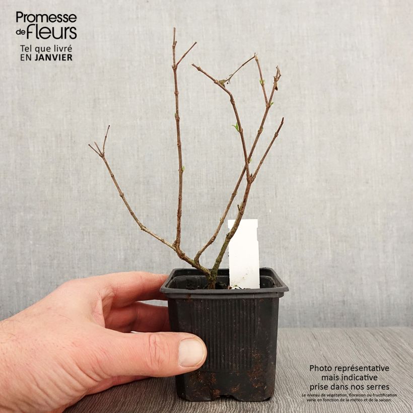 Abelia chinensis White Surprise Maceta de 8/9 cm Ejemplar entregado en invierno
