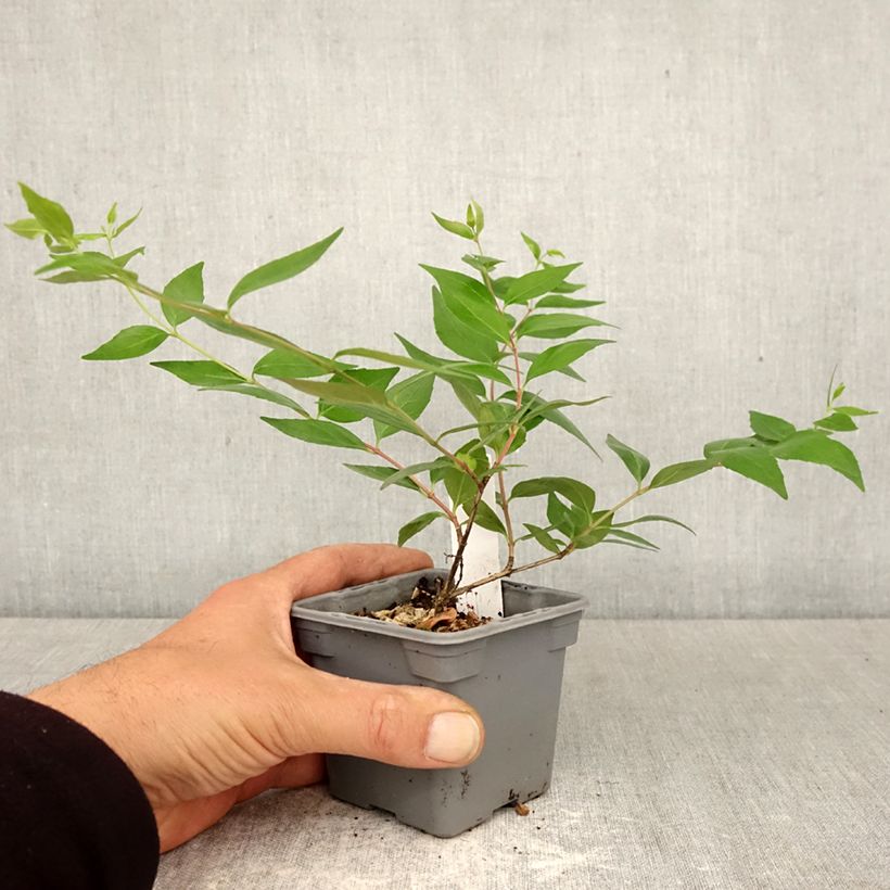 Abelia grandiflora Maceta de 8/9 cm Ejemplar entregado en la primavera