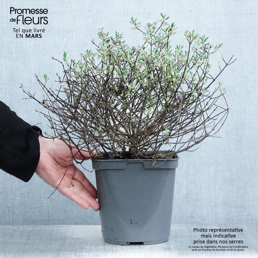 Abelia grandiflora Confetti Maceta 3L/4L Ejemplar entregado en la primavera