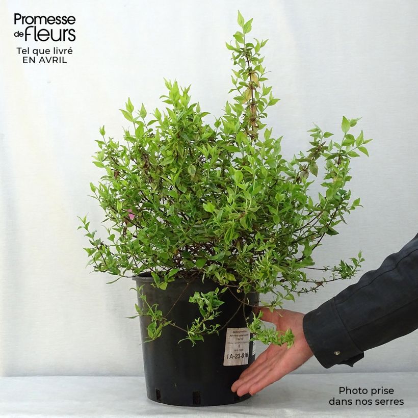 Abelia grandiflora Kaleidoscope Maceta 3L/4L Ejemplar entregado en la primavera