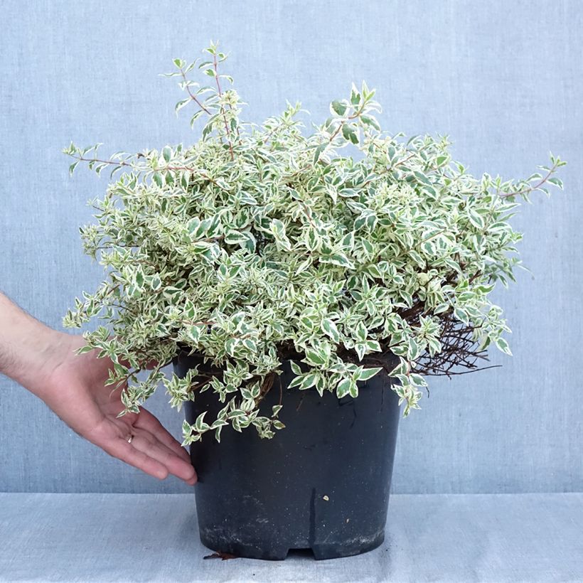 Ejemplar de Abelia grandiflora Pink Lady Maceta 7,5L/10L entregado en otoño