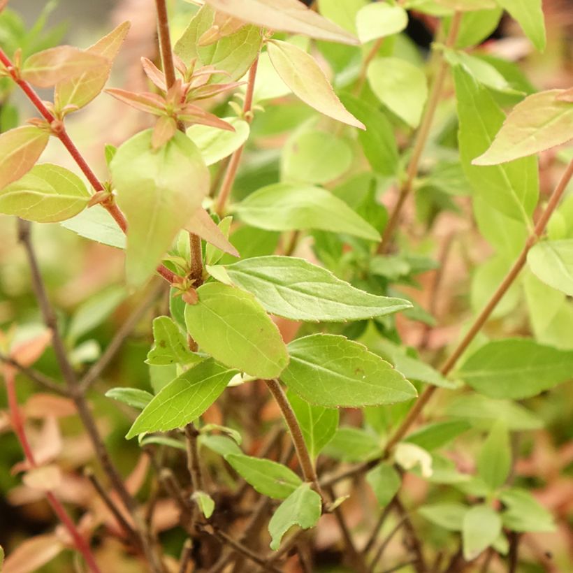 Abelia grandiflora Pisto (Follaje)