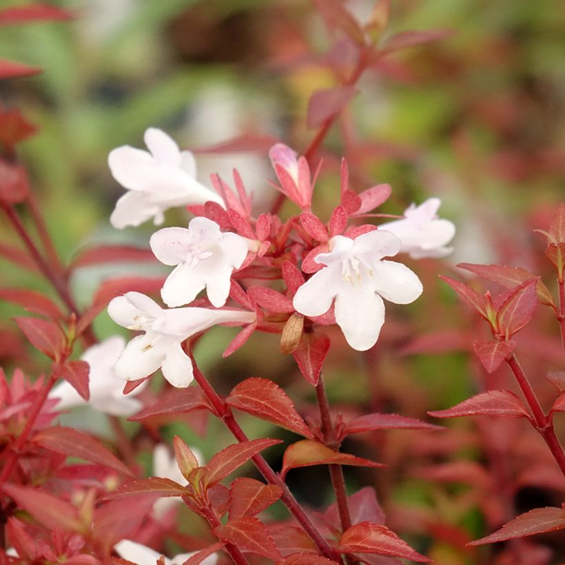 Abelia grandiflora Pisto (Floración)