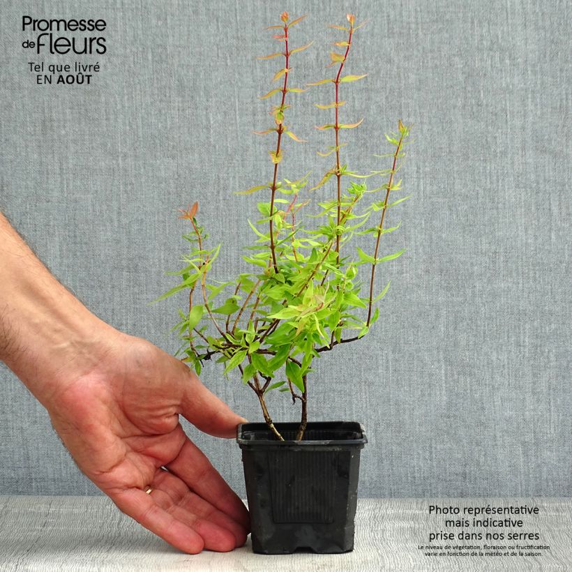 Ejemplar de Abelia grandiflora Pisto Maceta de 8/9 cm entregado en verano