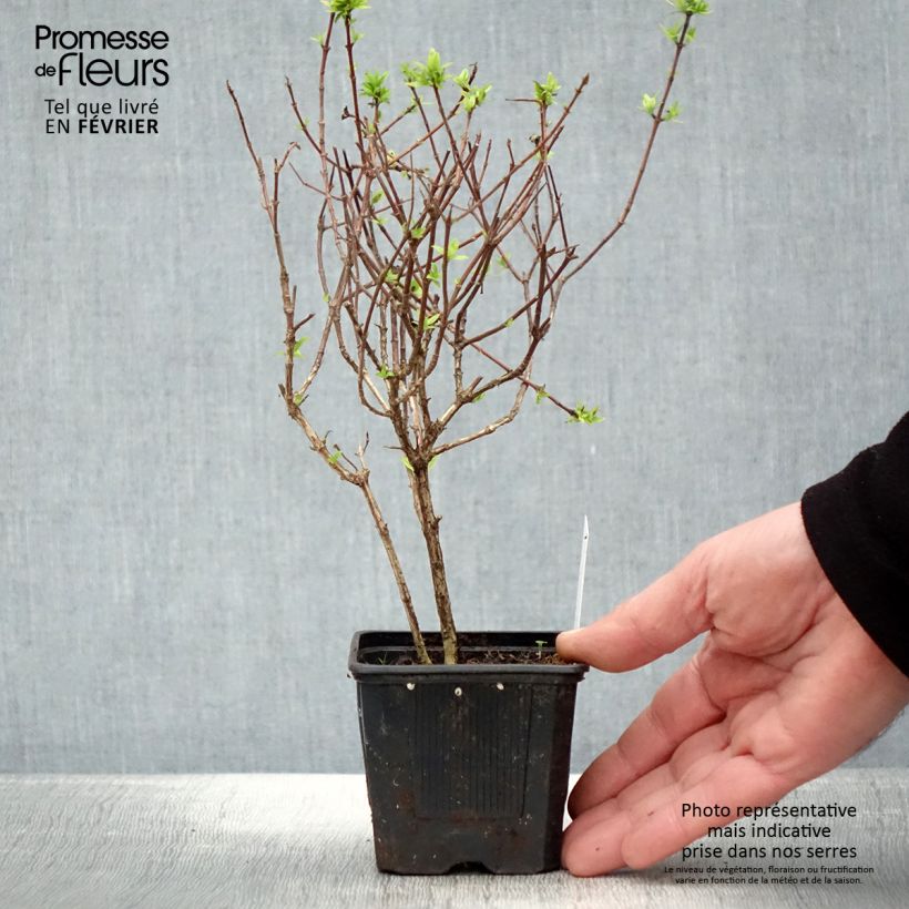 Abelia grandiflora Pisto Maceta de 8/9 cm Ejemplar entregado en invierno