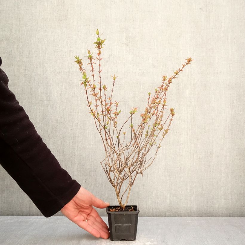 Abelia grandiflora Pisto Maceta de 8/9 cm Ejemplar entregado en la primavera