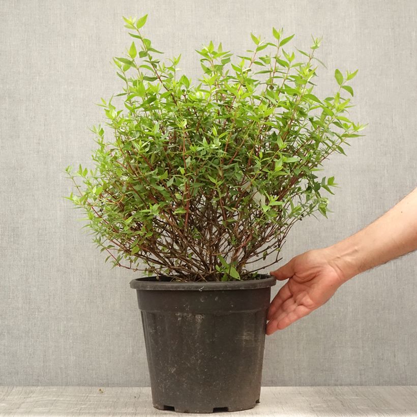 Ejemplar de Abelia grandiflora Maceta 7,5L/10L entregado en verano