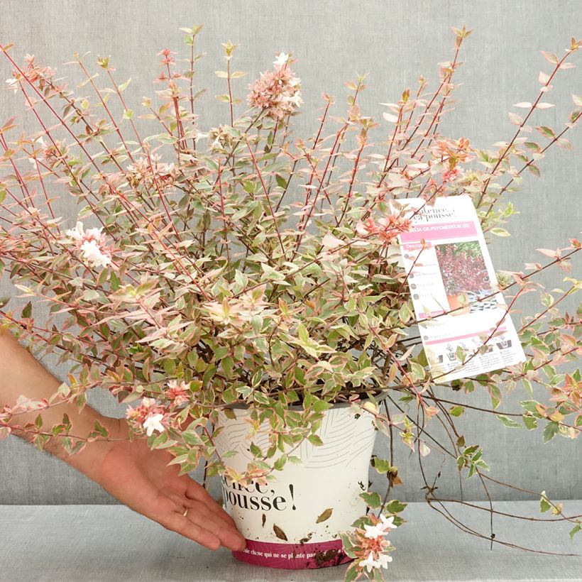 Ejemplar de Abelia grandiflora Psykedelik Maceta 4L/5L entregado en verano