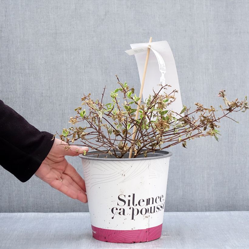 Abelia grandiflora Psykedelik Maceta 4L/5L Ejemplar entregado en invierno