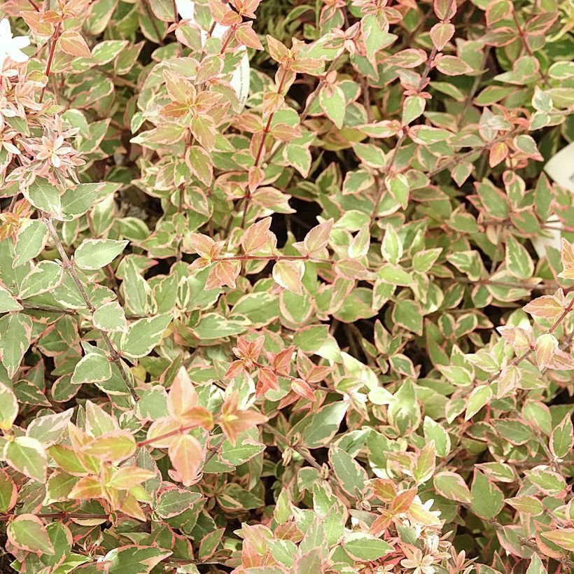 Abelia grandiflora Psykedelik (Follaje)