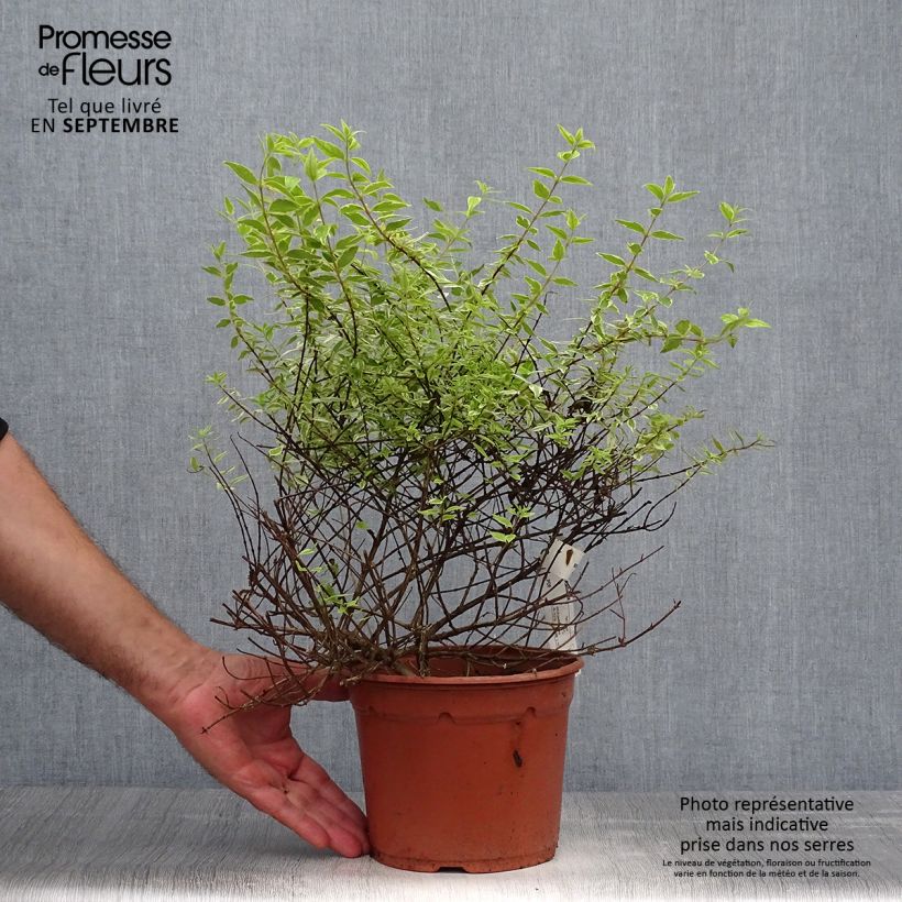 Ejemplar de Abelia grandiflora Radiance Maceta 4L/5L entregado en otoño