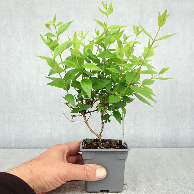 Abelia grandiflora Sherwood Maceta de 8/9 cm Ejemplar entregado en la primavera