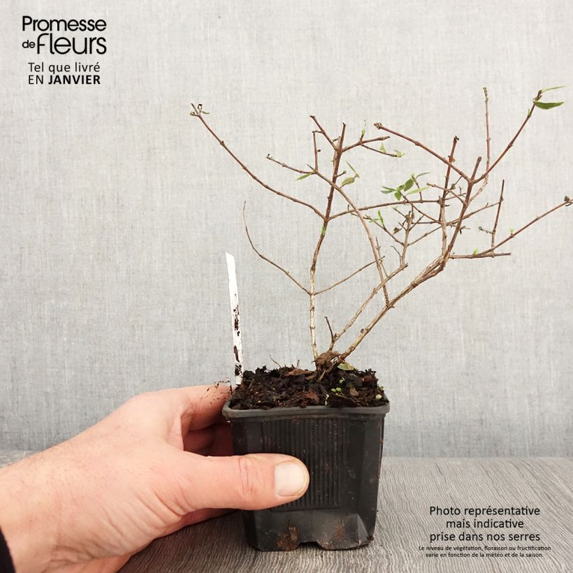 Abelia grandiflora Sunshine Daydream Maceta de 8/9 cm Ejemplar entregado en invierno