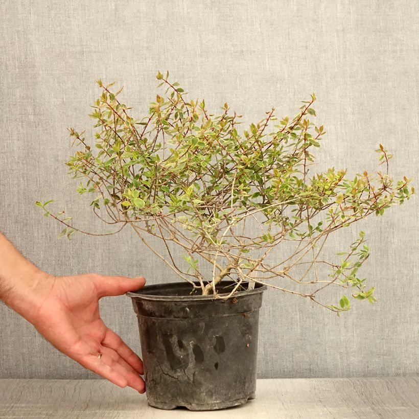 Ejemplar de Abelia grandiflora Sunshine Daydream Maceta 3L/4L entregado en verano