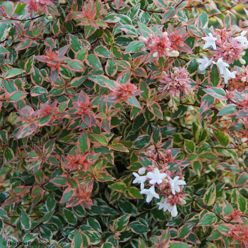 Abelia grandiflora Tricolor Charm (Floración)