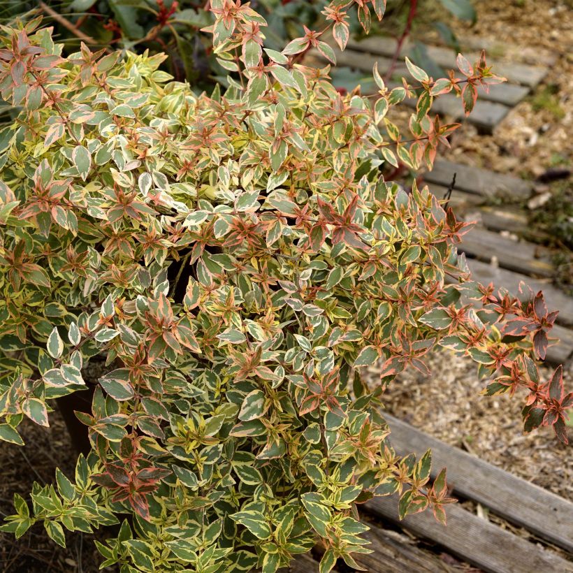 Abelia grandiflora Tricolor Charm (Porte)