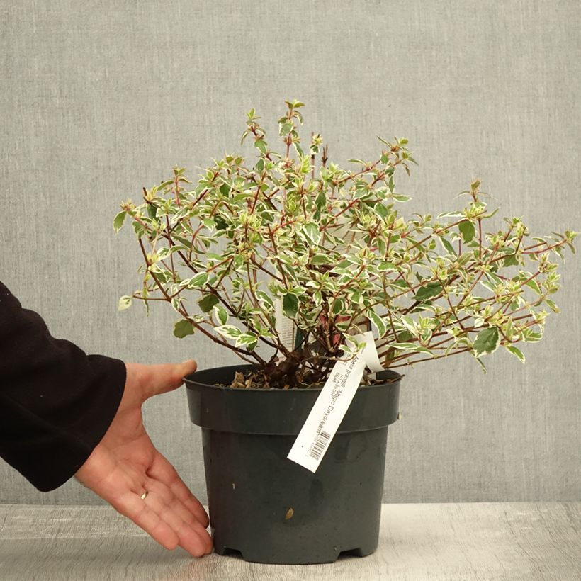 Ejemplar de Abelia grandiflora Magic Daydream Maceta 3L/4L entregado en otoño
