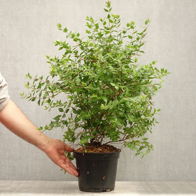 Ejemplar de Abelia mosanensis Monia - Abélia parfumé Pot de 3L/4L entregado en verano