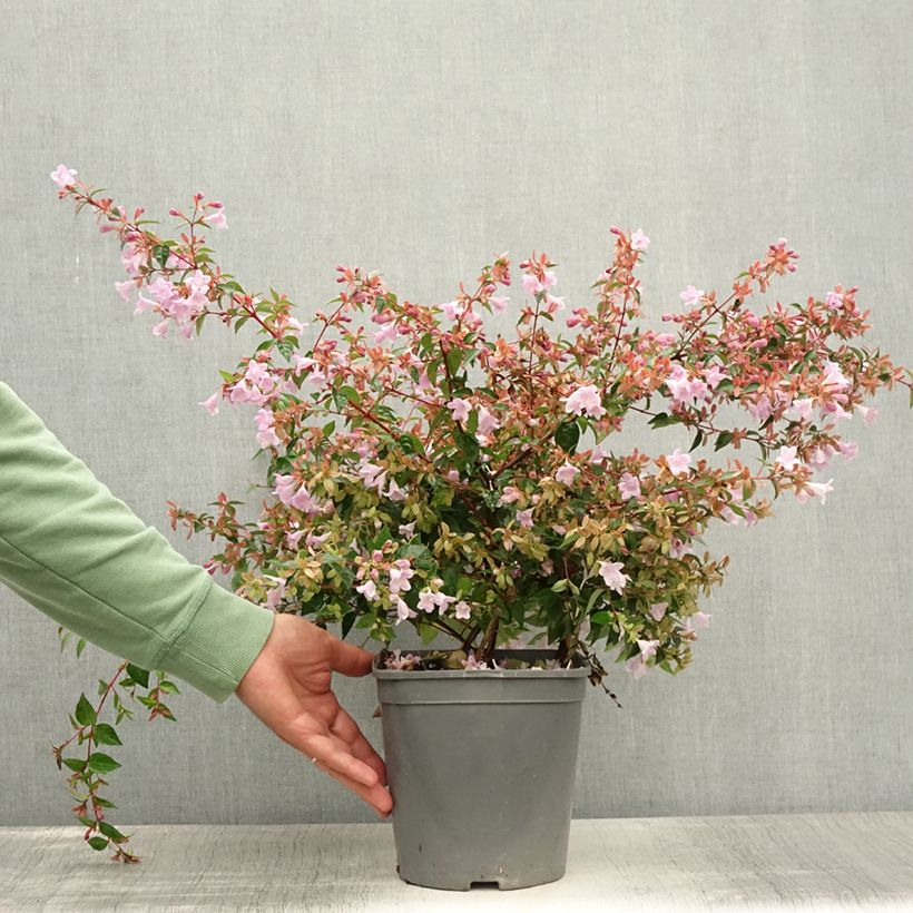 Ejemplar de Abelia grandiflora Pink Pong Maceta 3L/4L entregado en verano