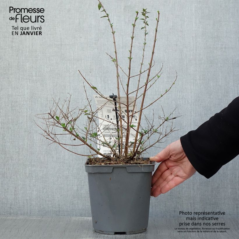 Abelia Raspberry Profusion Maceta 3L/4L Ejemplar entregado en invierno