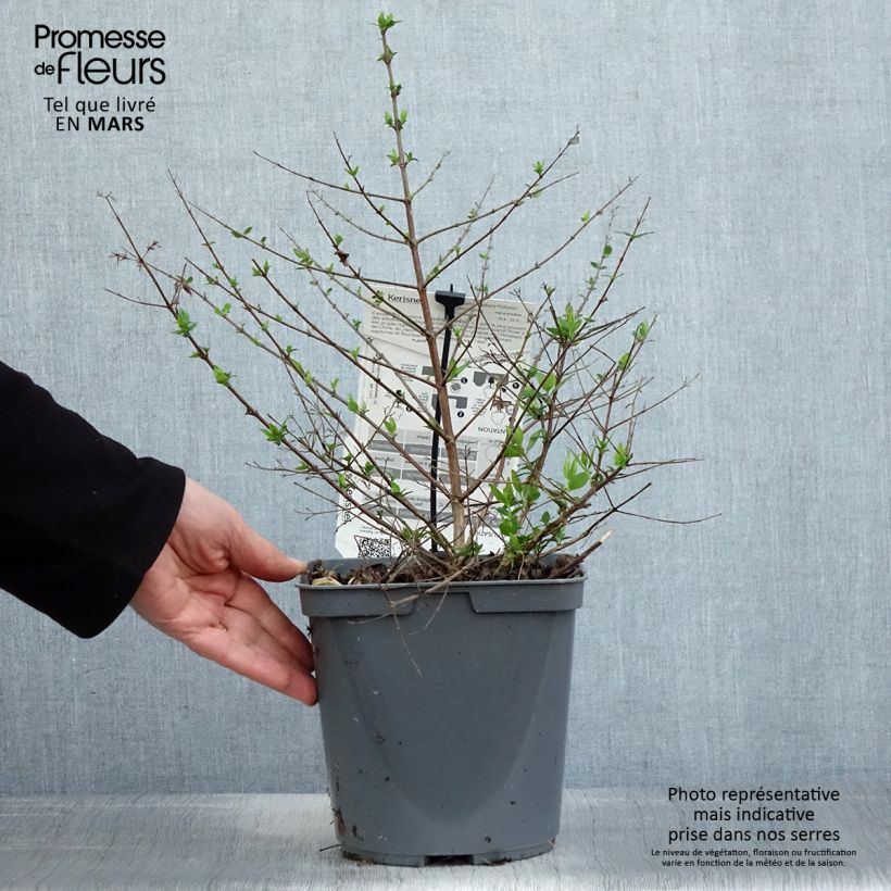 Abelia Raspberry Profusion Maceta 3L/4L Ejemplar entregado en la primavera