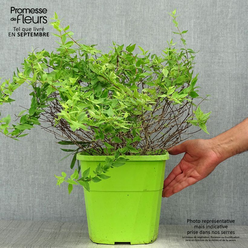 Ejemplar de Abelia grandiflora Happy Daydream Maceta 3L/4L entregado en otoño