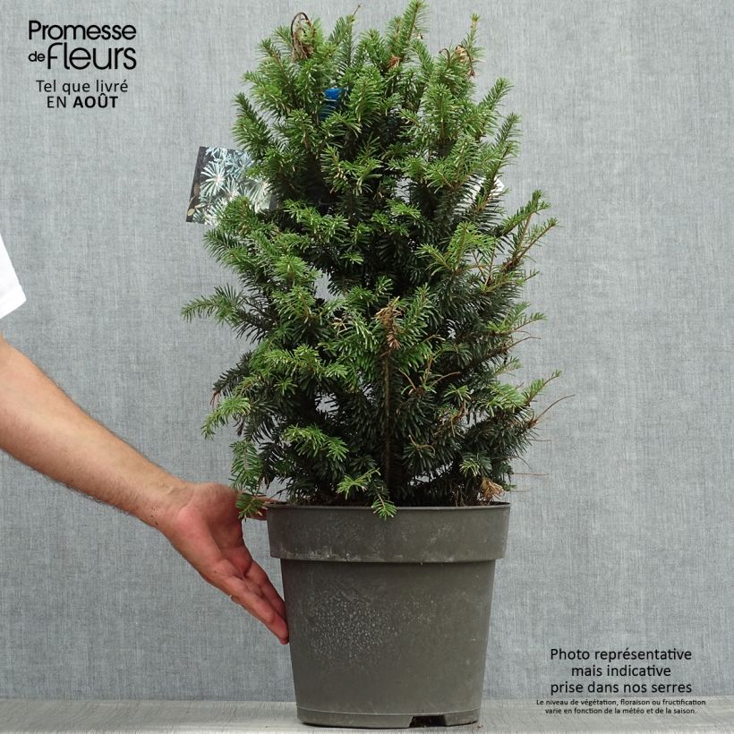 Ejemplar de Abies alba Pyramidalis - Abeto blanco Maceta 7,5L/10L entregado en verano