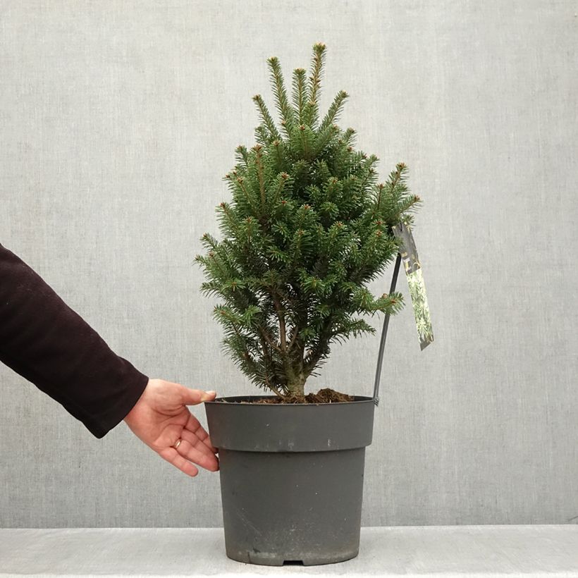 Ejemplar de Abies alba Pyramidalis - Abeto blanco Maceta 7,5L/10L entregado en otoño