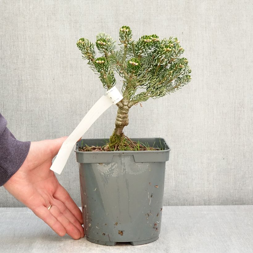 Abies koreana Kohout's Icebreaker - Abeto de Corea Maceta 2L/3L Ejemplar entregado en la primavera