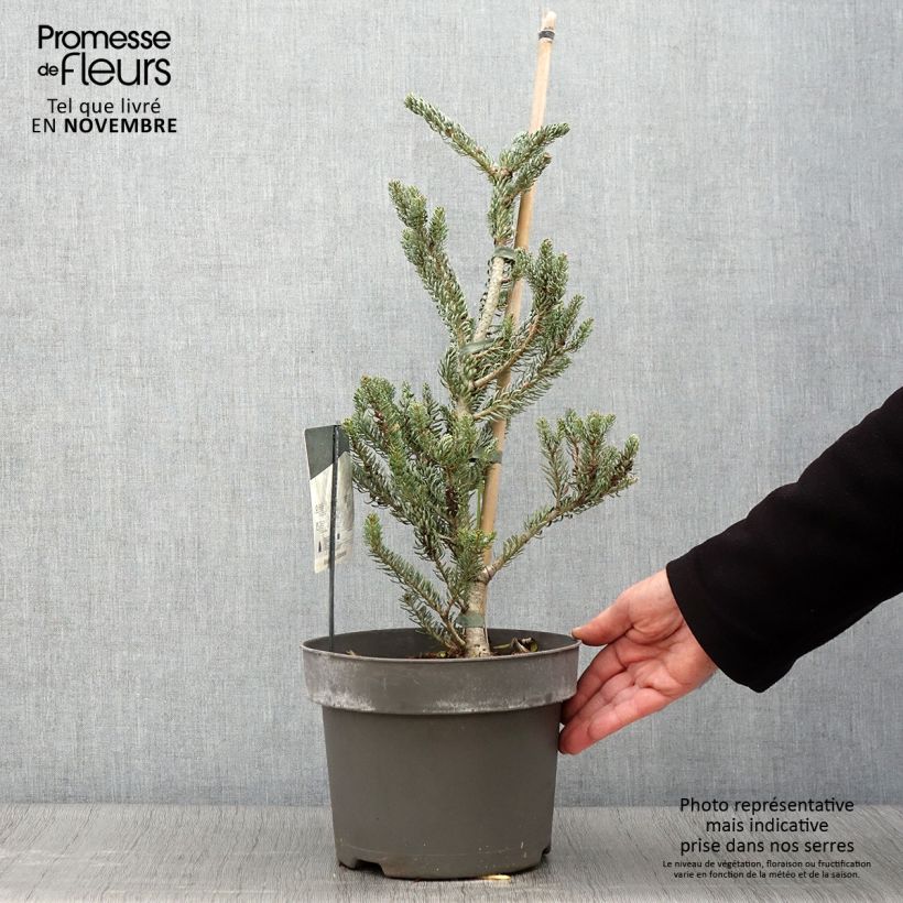 Ejemplar de Abies koreana Silberlocke - Abeto de Corea Maceta 4L/5L entregado en otoño