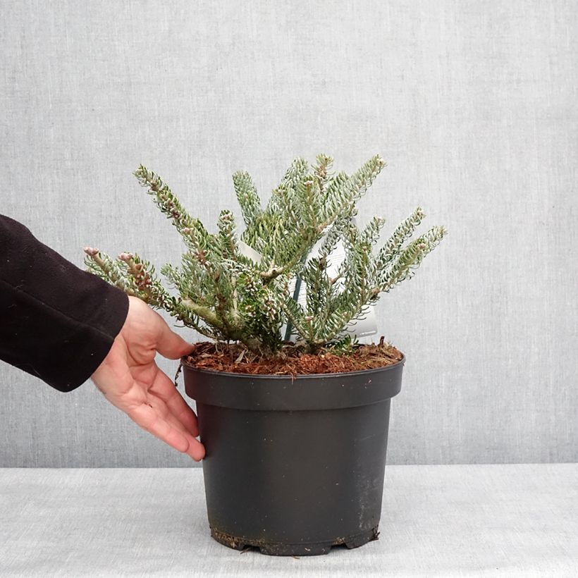 Abies koreana Silberlocke - Abeto de Corea Maceta 4L/5L Ejemplar entregado en invierno