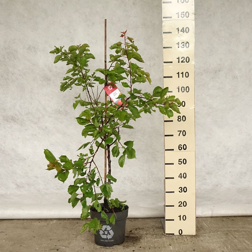 Albaricoquero Bergeron Maceta 7,5L/10L, Copa Ejemplar entregado en la primavera