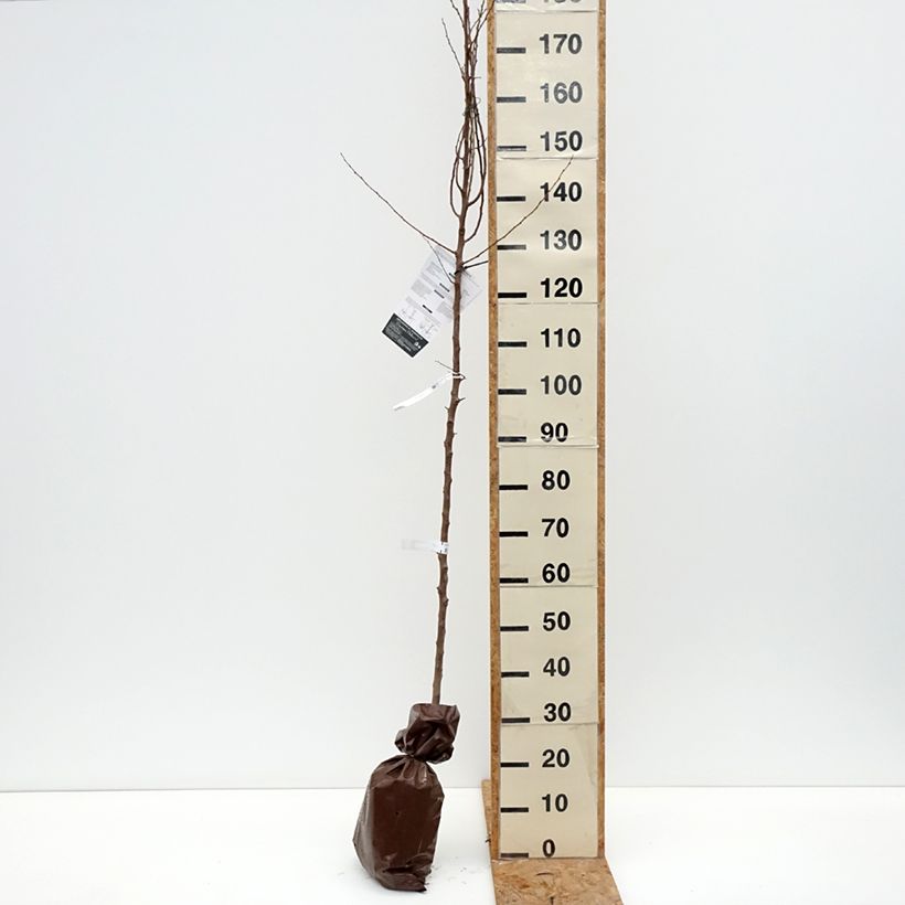 Ejemplar de Albaricoquero Bergeron Cepellón "listo para plantar", Vástago entregado en otoño