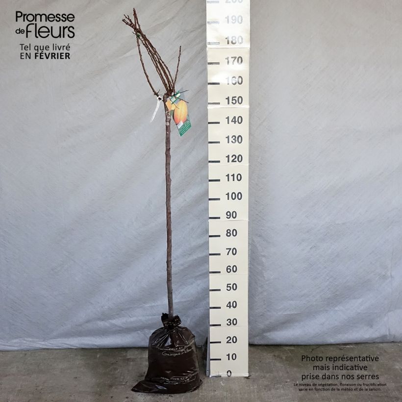 Albaricoquero Doucoeur Cepellón "listo para plantar", Medio tallo Ejemplar entregado en invierno